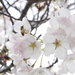 blossom4