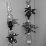 bottleplants