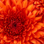chrysanthemum2