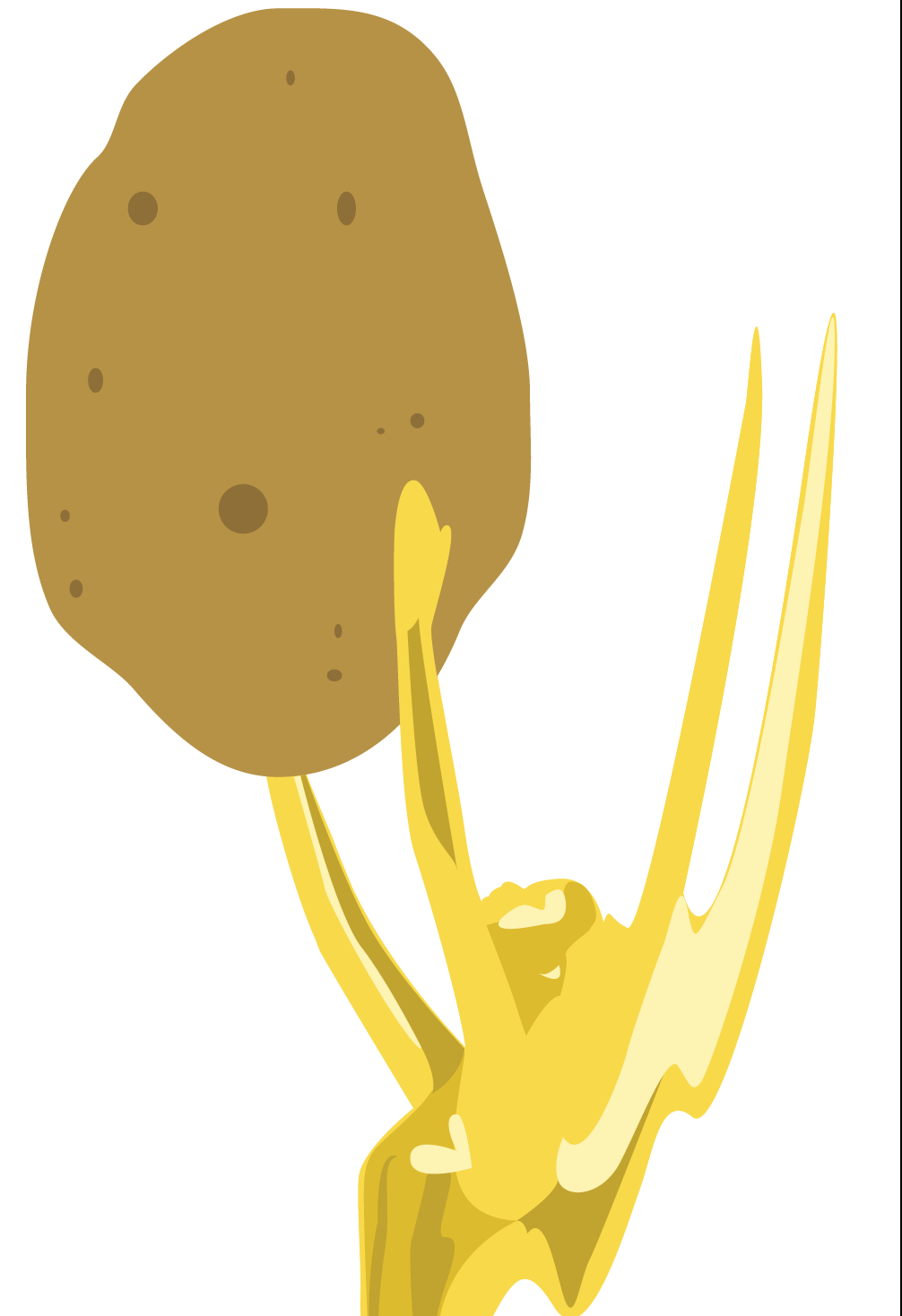potato1-01