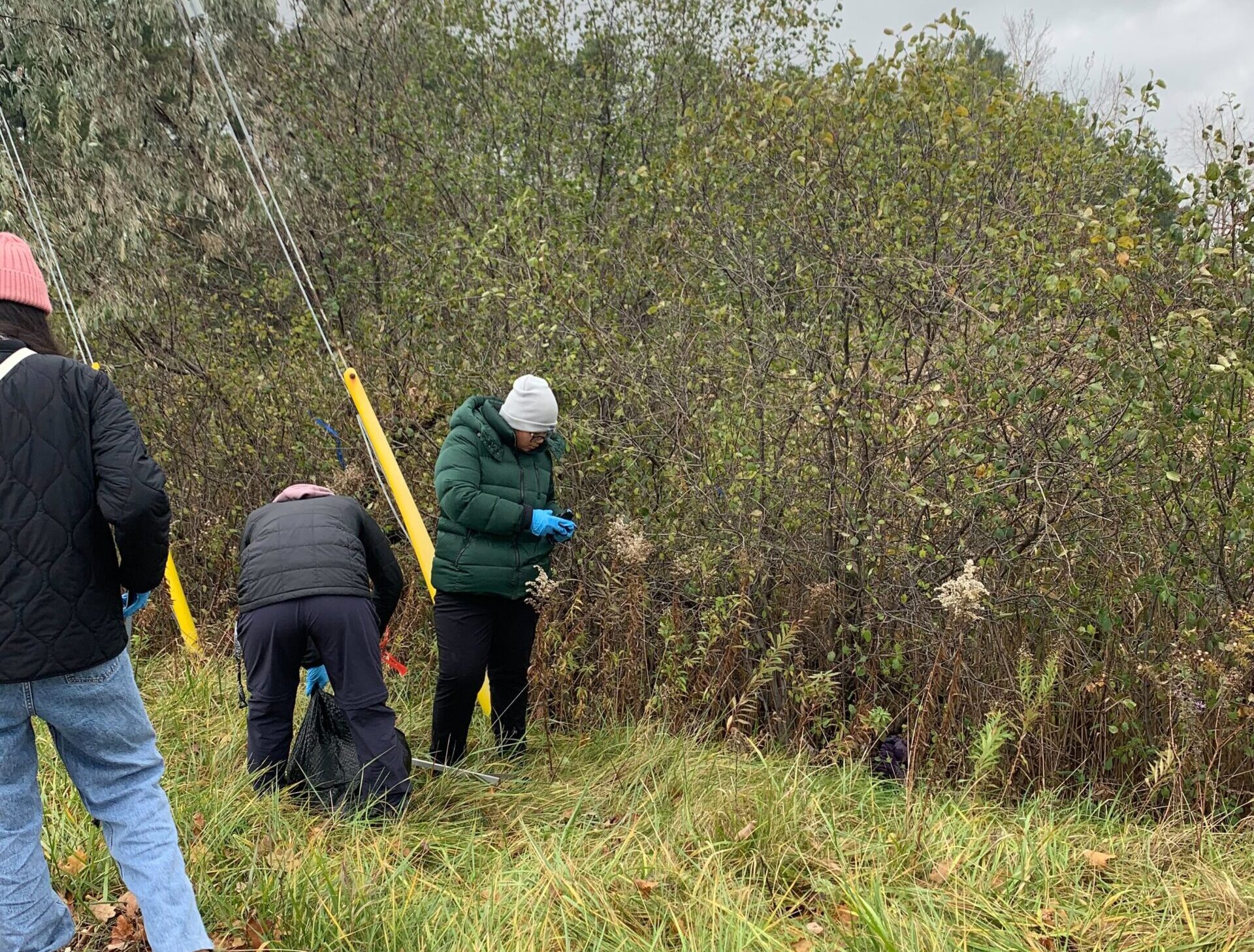 Wetland cleanup