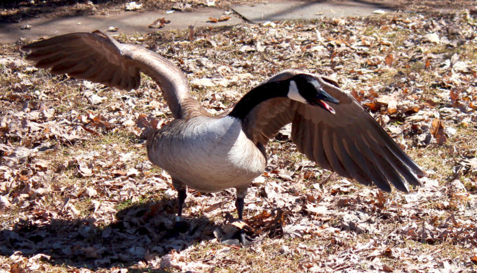 honk-696x399